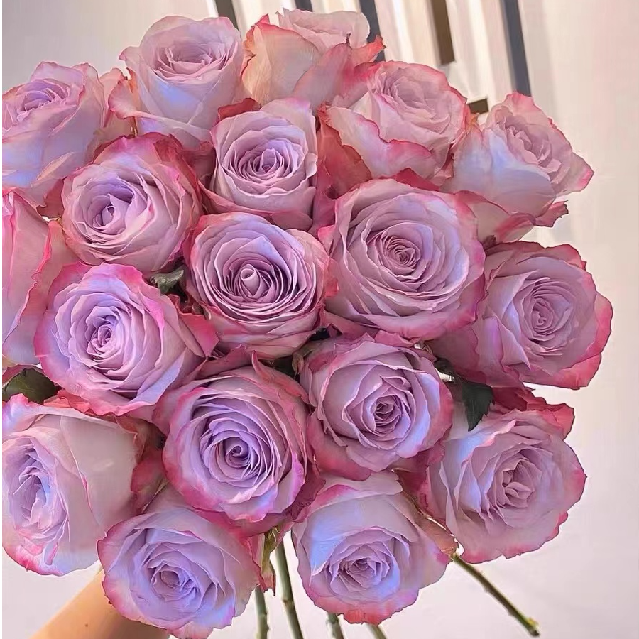 【气场大苗】大花切花