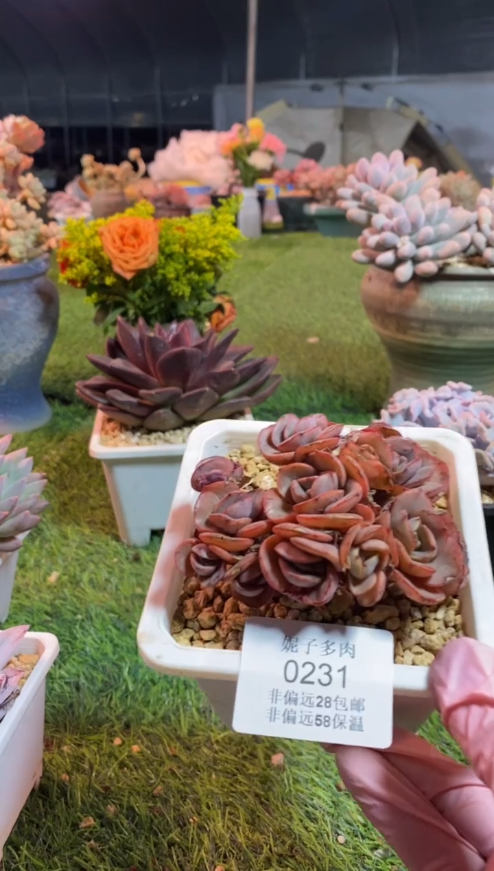 【闪购商品】0231a