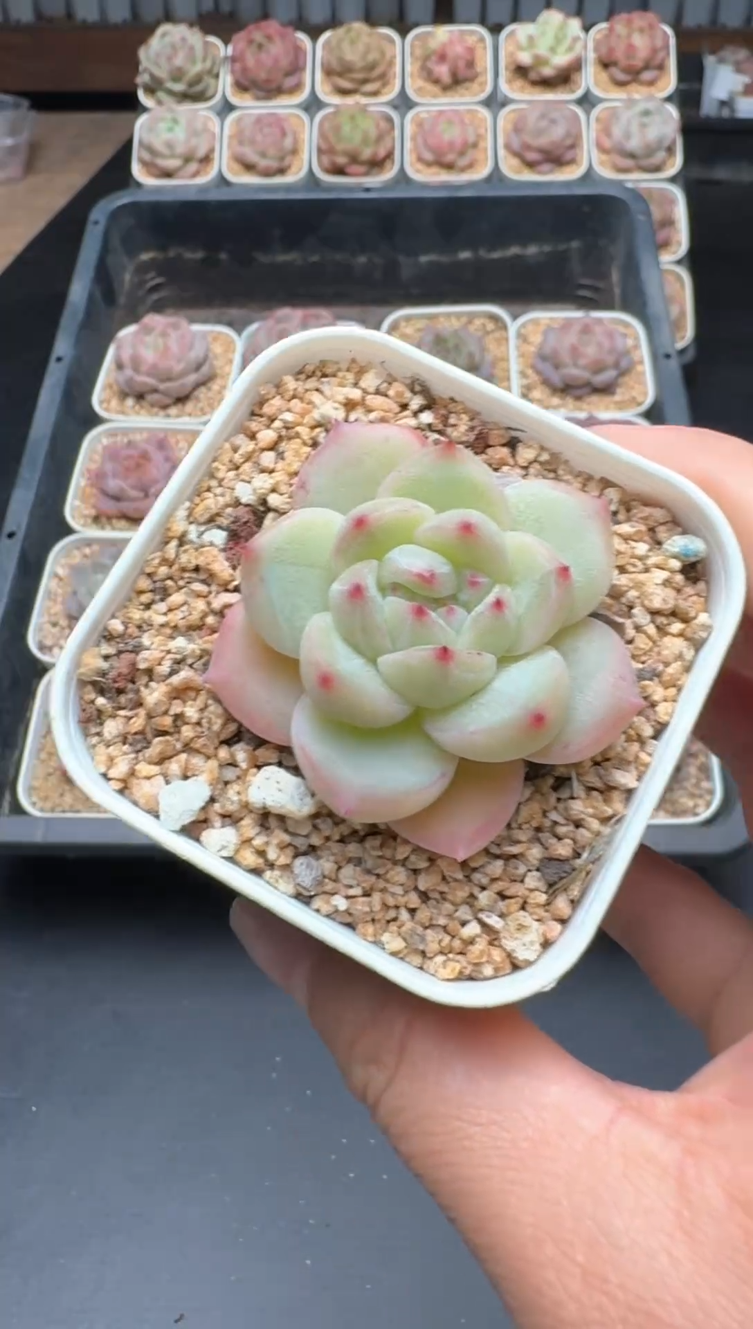 【闪购商品】465A号一物一拍多肉花卉植物拍3颗起发