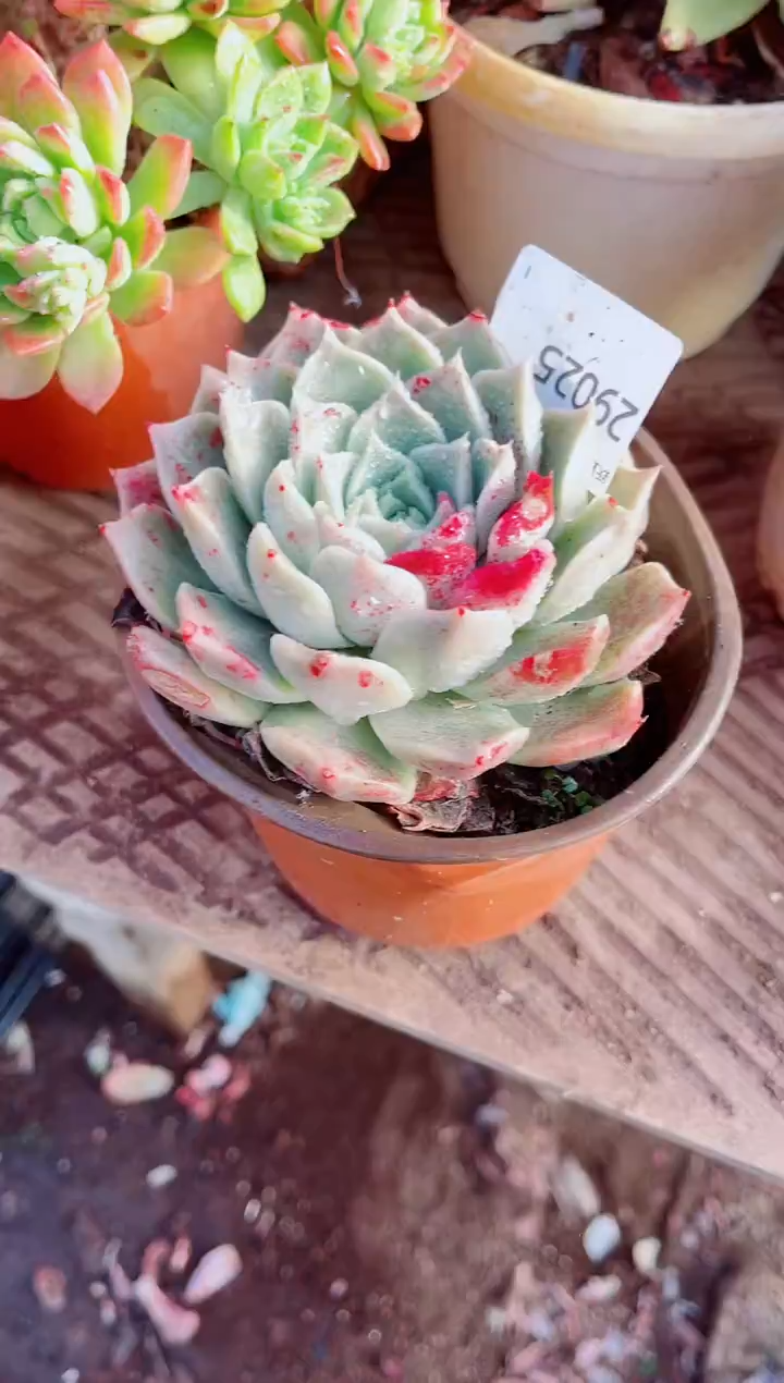 猪*叶跃跃精品多肉29025