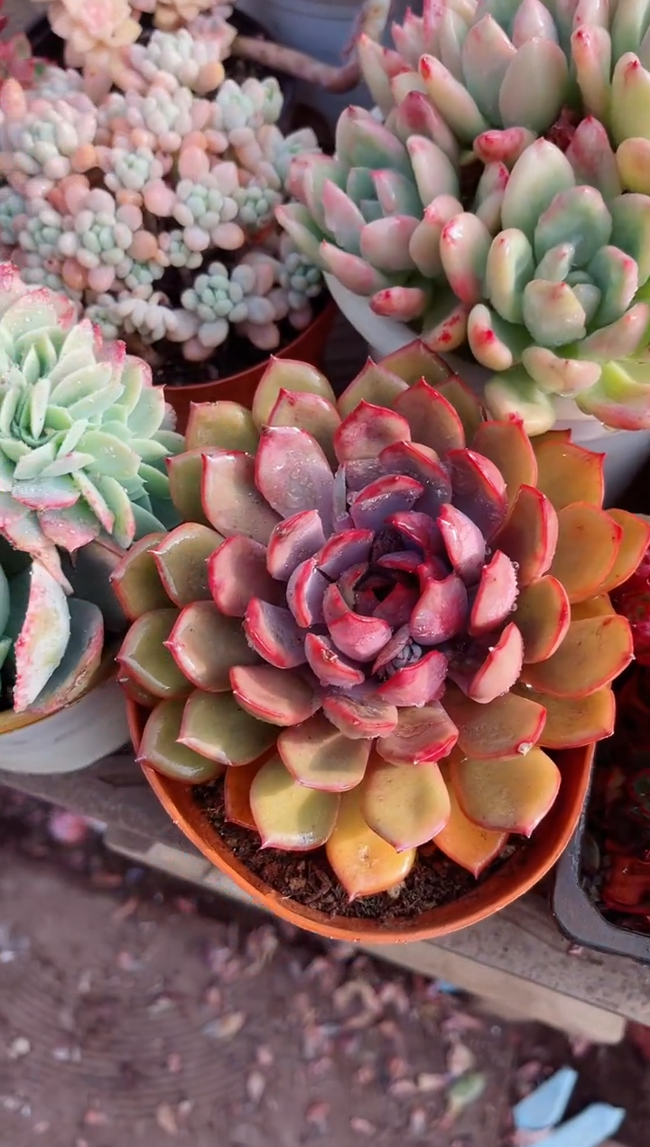 【闪购商品】02329