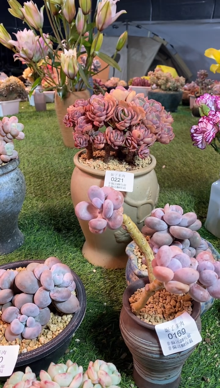 【闪购商品】0221绣妍