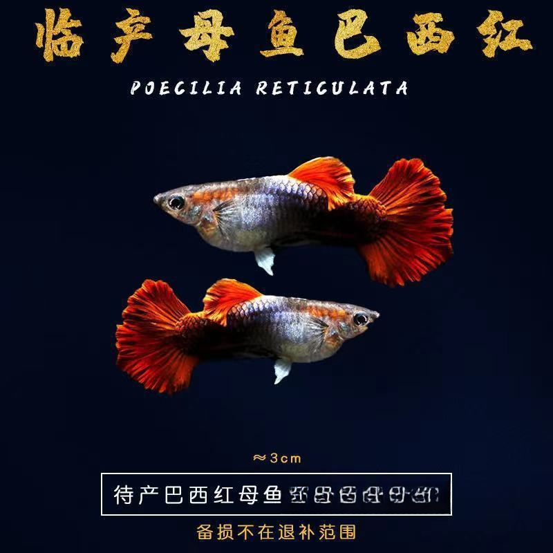 【巴西红扇】孔雀鱼观赏鱼新手好养活体宠物鱼全红大耳巴西红