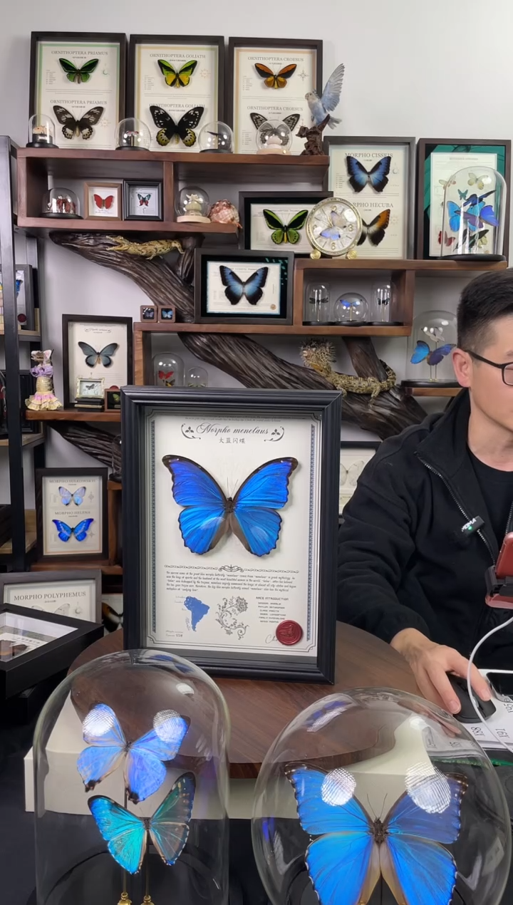 大蓝闪蝶-豪华版【10寸欧式框】