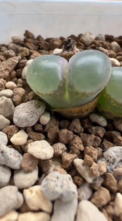 203好看的多肉冲冲冲