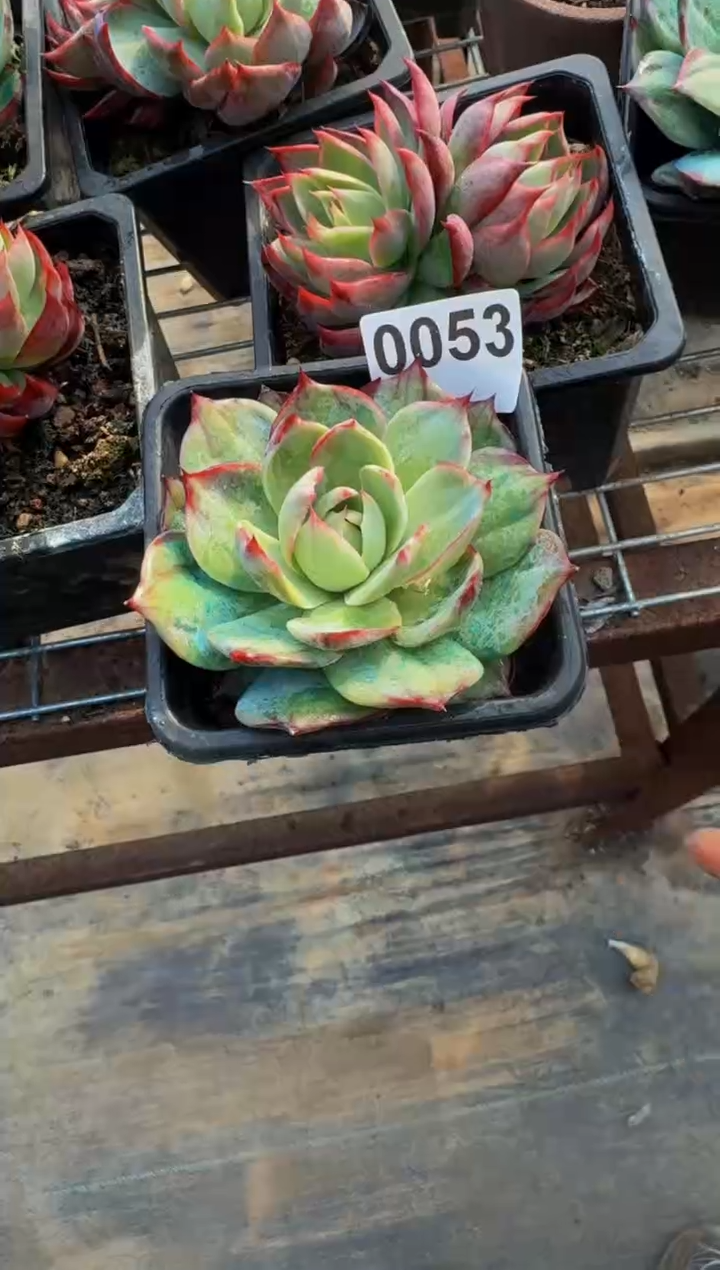 【闪购商品】0053惊鸿仙子（裸根发货）