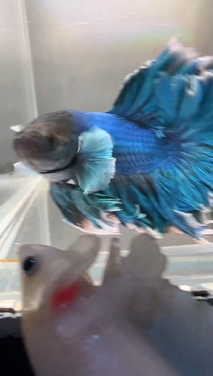 斗鱼斗鱼绣球大耳朵