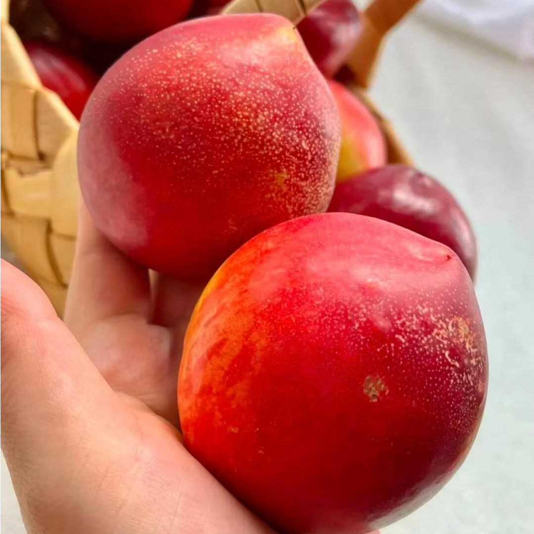 山西运城大油桃0.5公斤/2公斤/5公斤山西省