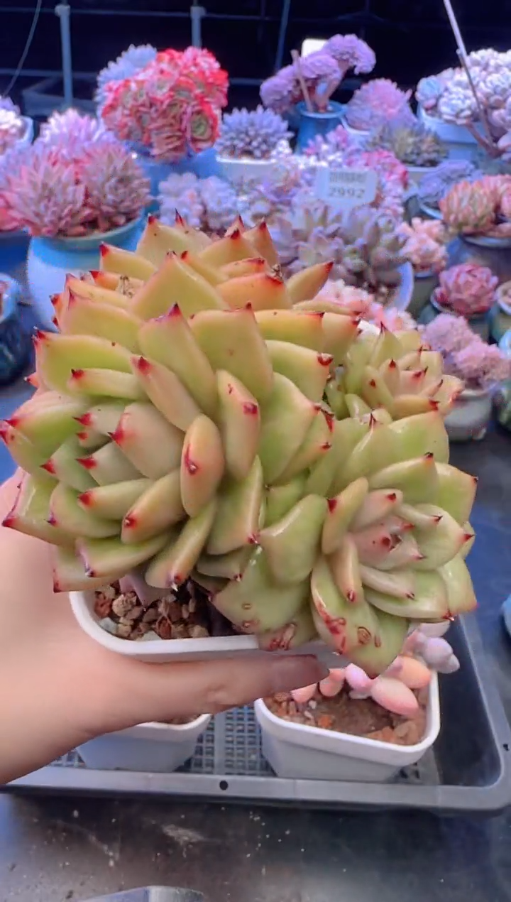 【闪购商品】3083.