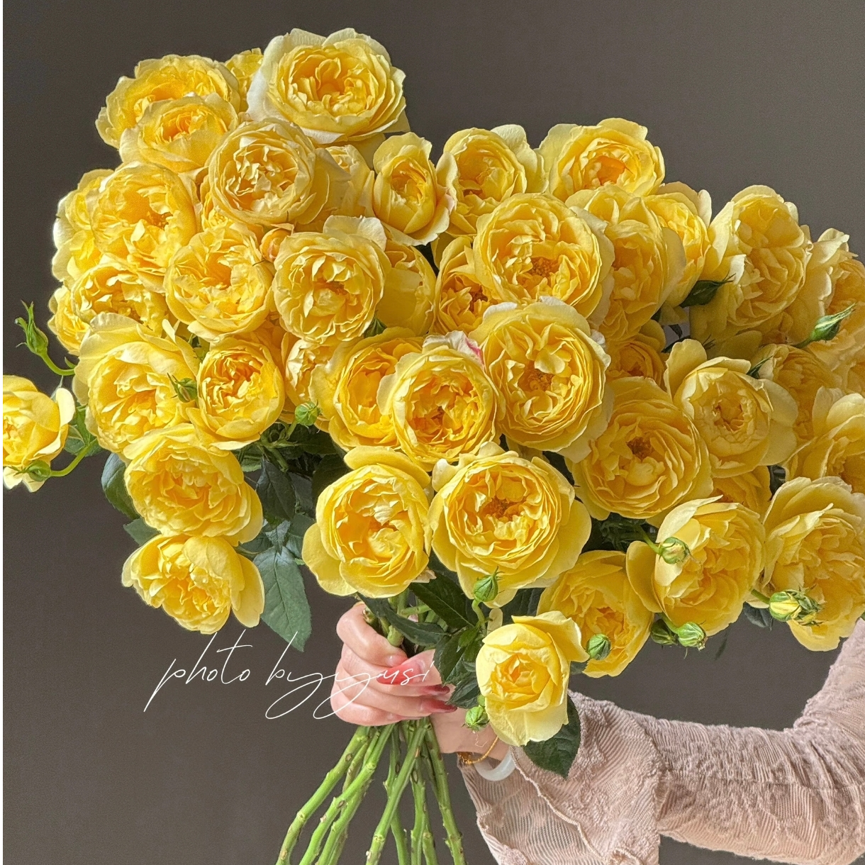 多头杨桃汁玫瑰鲜切花云花梦基地直发顺丰发货