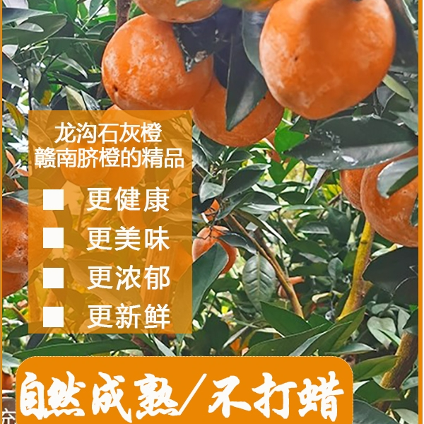 正宗赣南脐橙新鲜采摘产地直发当季水果爆甜多汁龙勾石灰橙