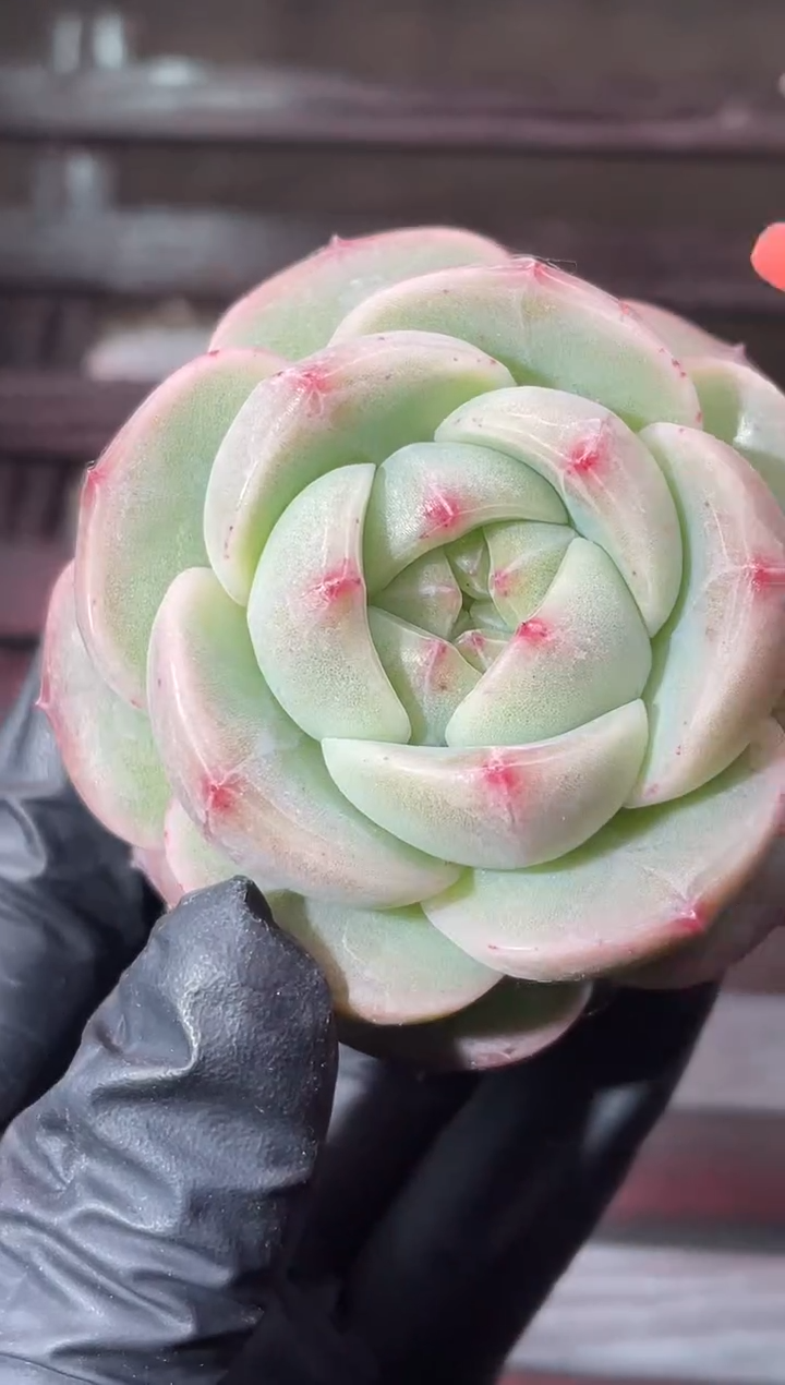 13-56 新珍妮4-5厘米量拍发一颗