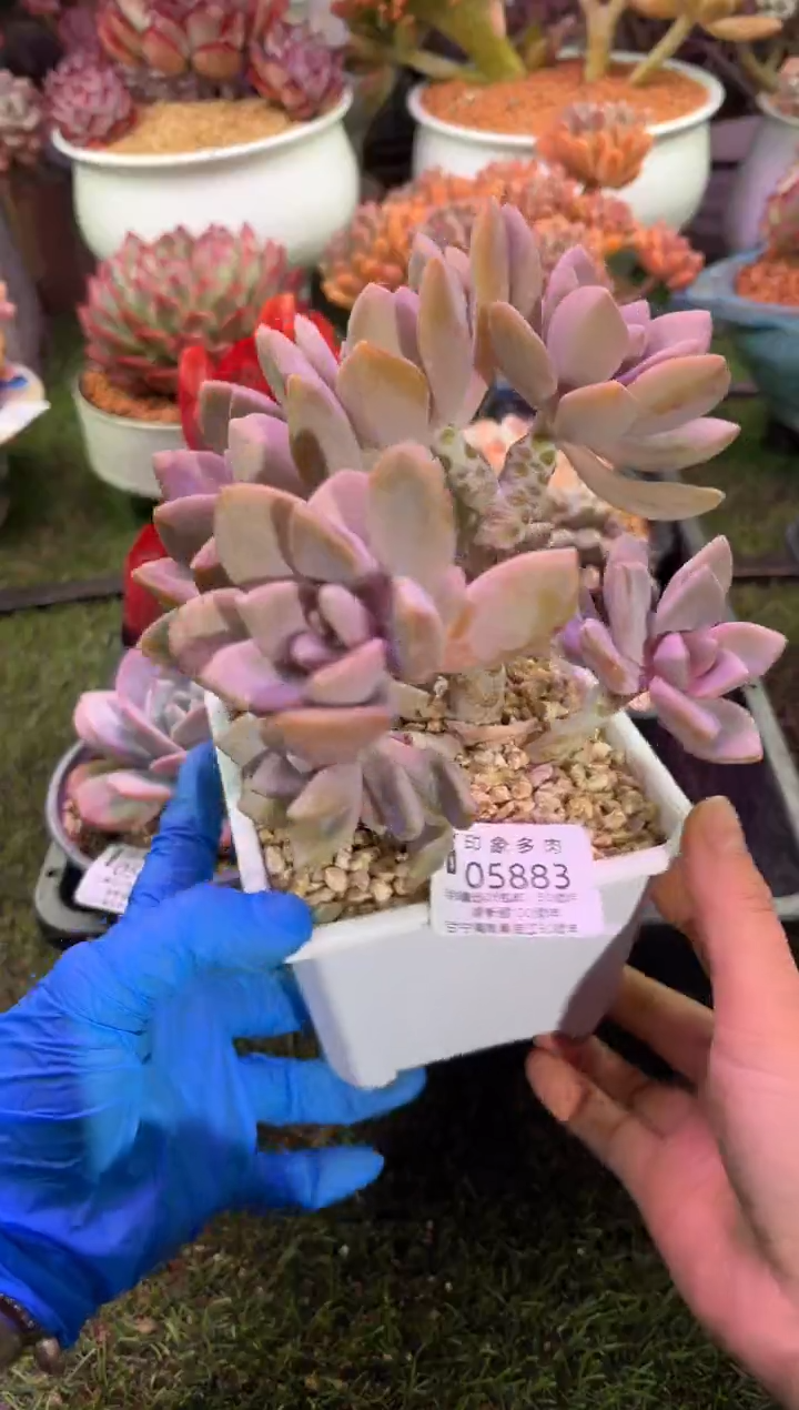 【闪购商品】05883