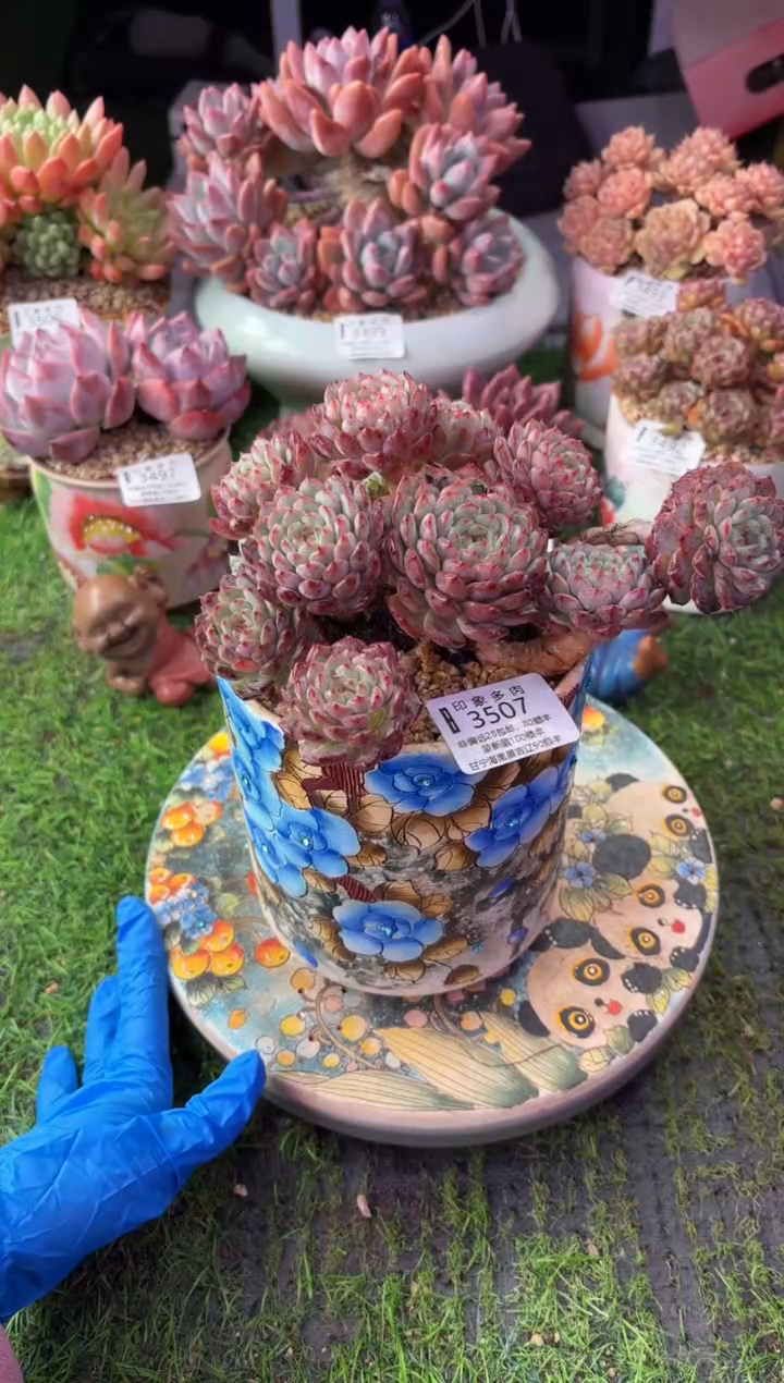 昆明印象多肉3507