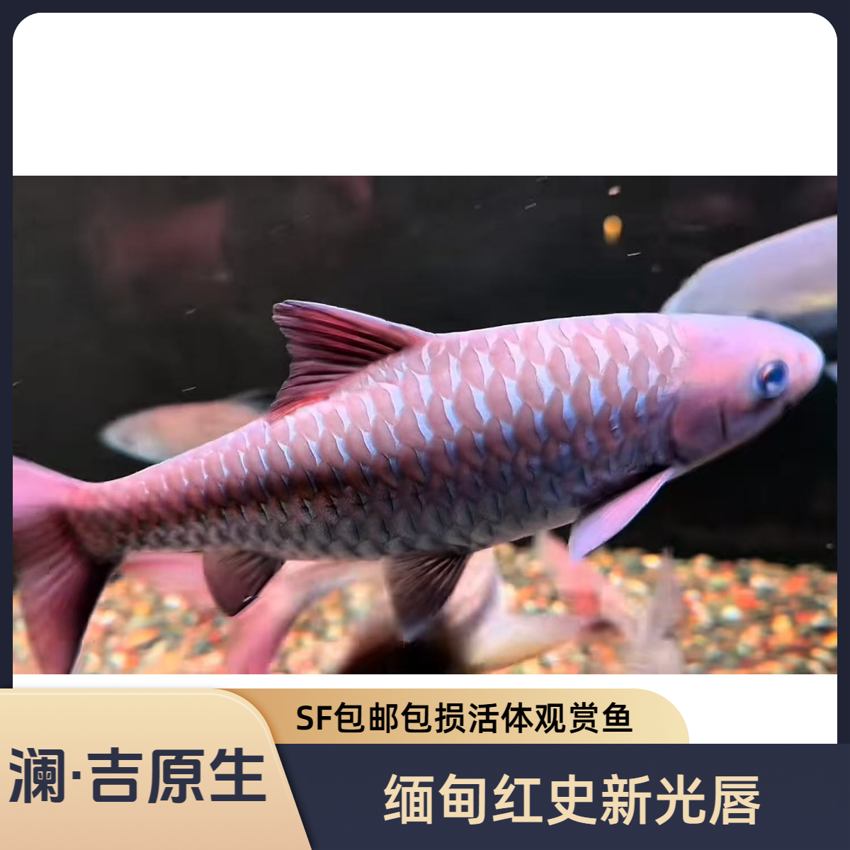 缅甸红史吉罗鱼红吉罗活体观赏鱼