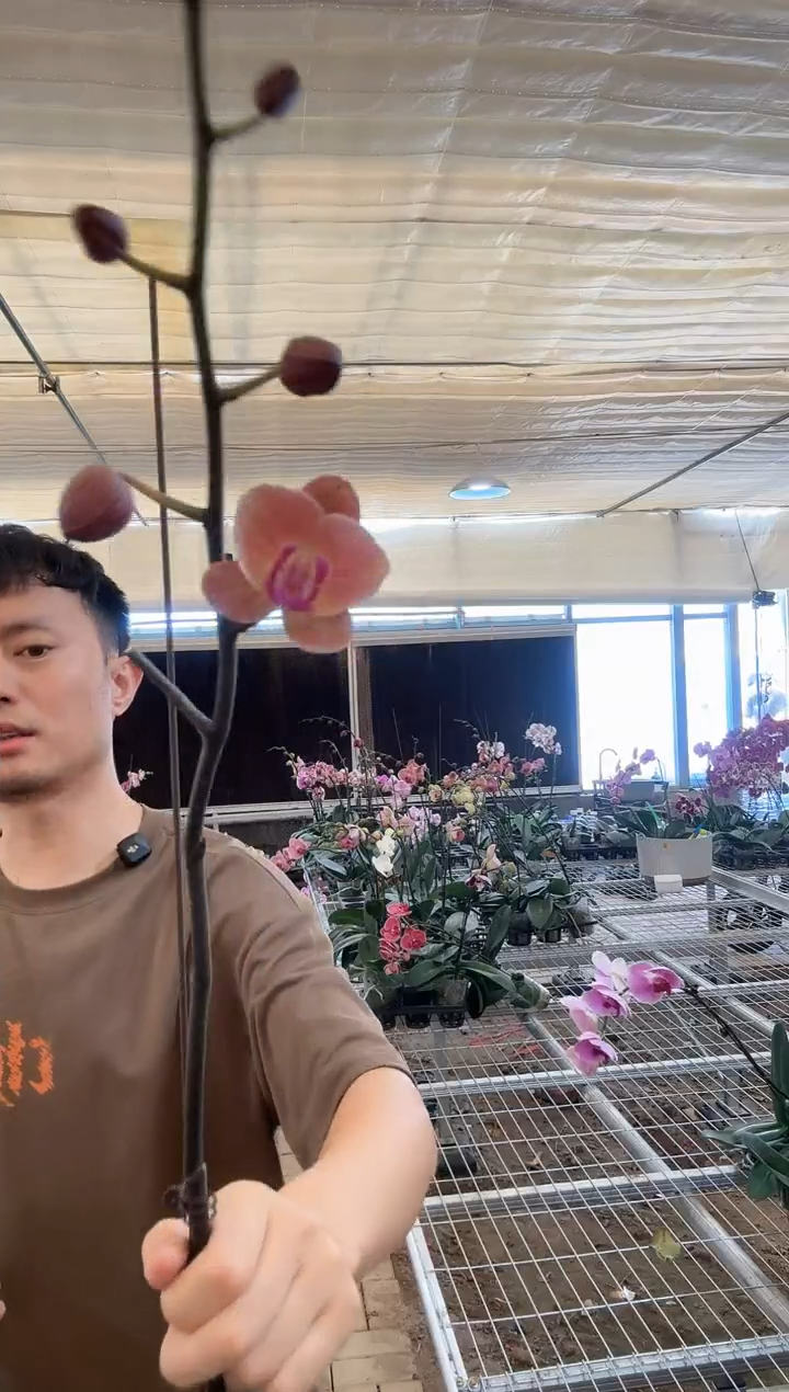 全部花苞欣欣向荣3.5杯 花苞株 