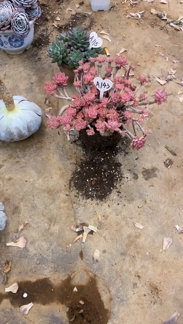 迪*           A143号￥26