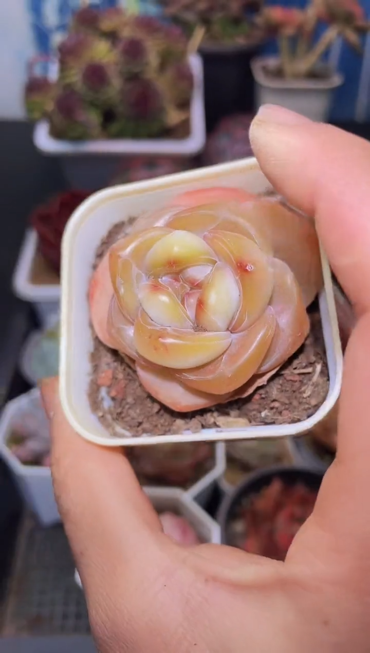 【闪购商品】229新珍妮