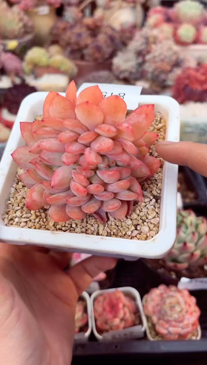 【闪购商品】8150全明星缀化多肉