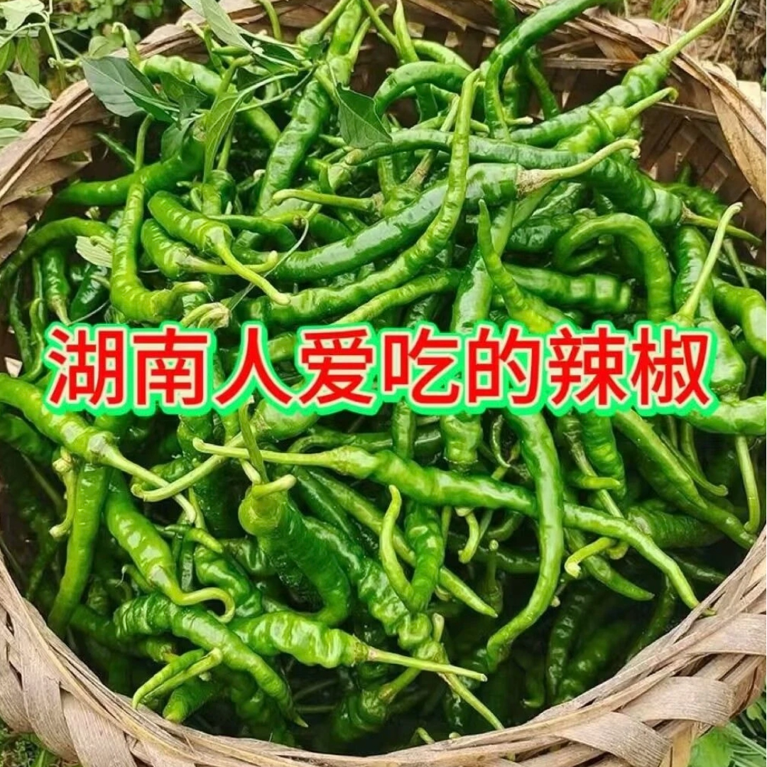 【老铁助农】湖南农家自种青辣椒（湖南人家乡的味道）