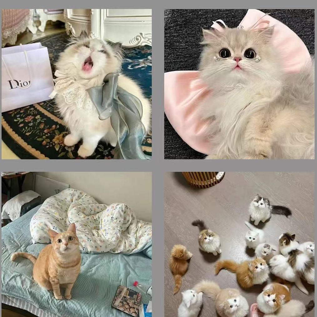 《小新得猫》专属活体宠物猫