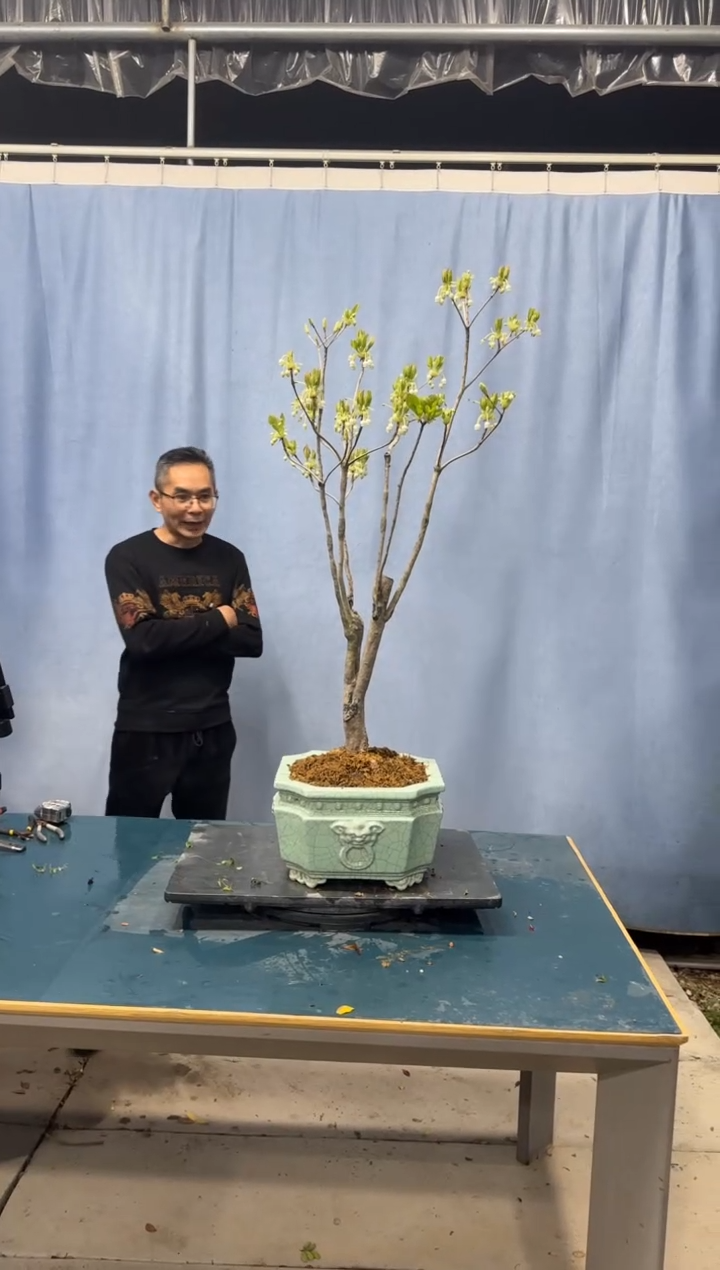 【闪购商品】盆景吊钟花