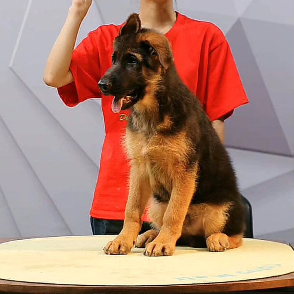【侯哥德牧】西德牧羊犬狼王库里金幼犬公   