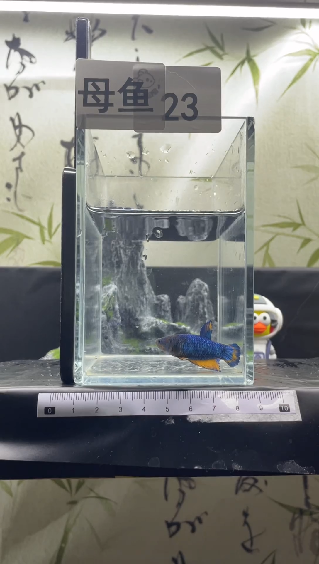 斗鱼泰国精品斗鱼A23（母鱼）