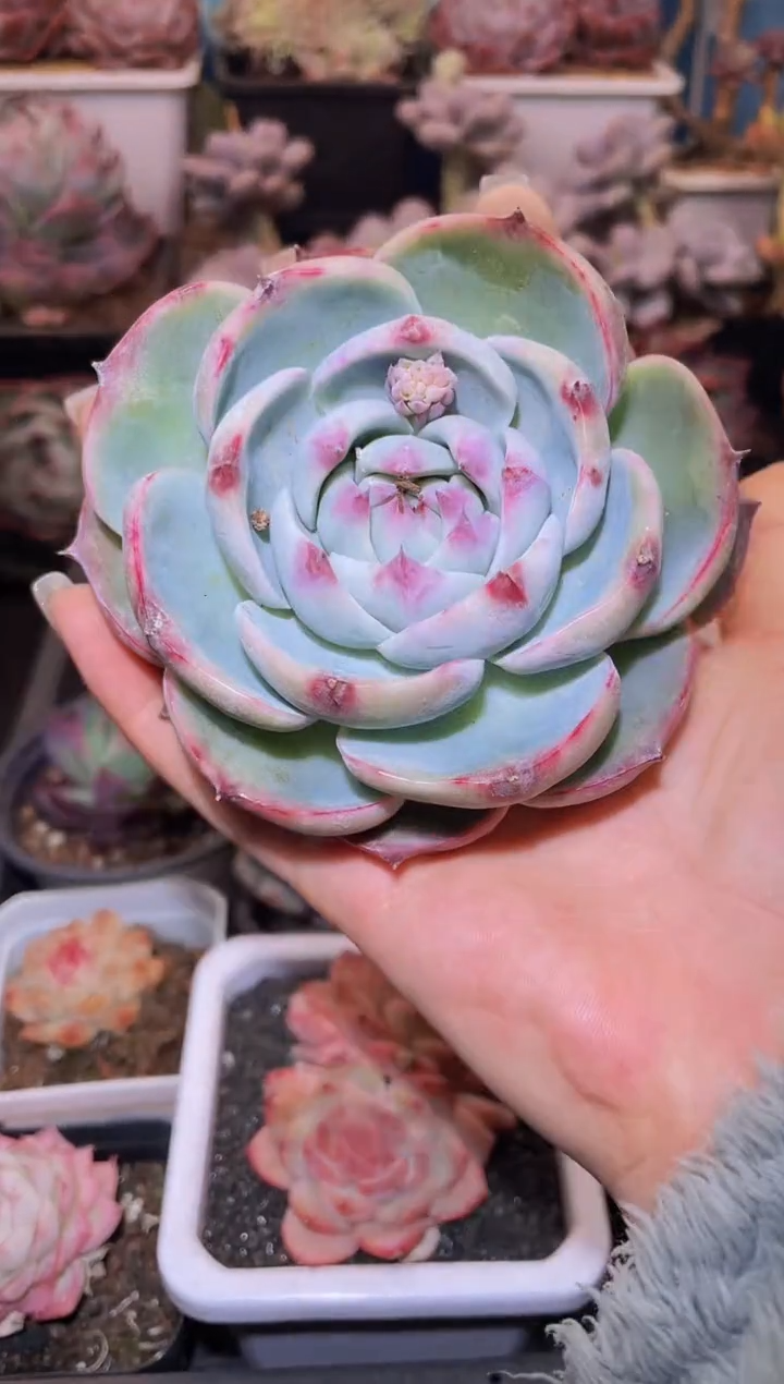 【闪购商品】302惊鸿仙子