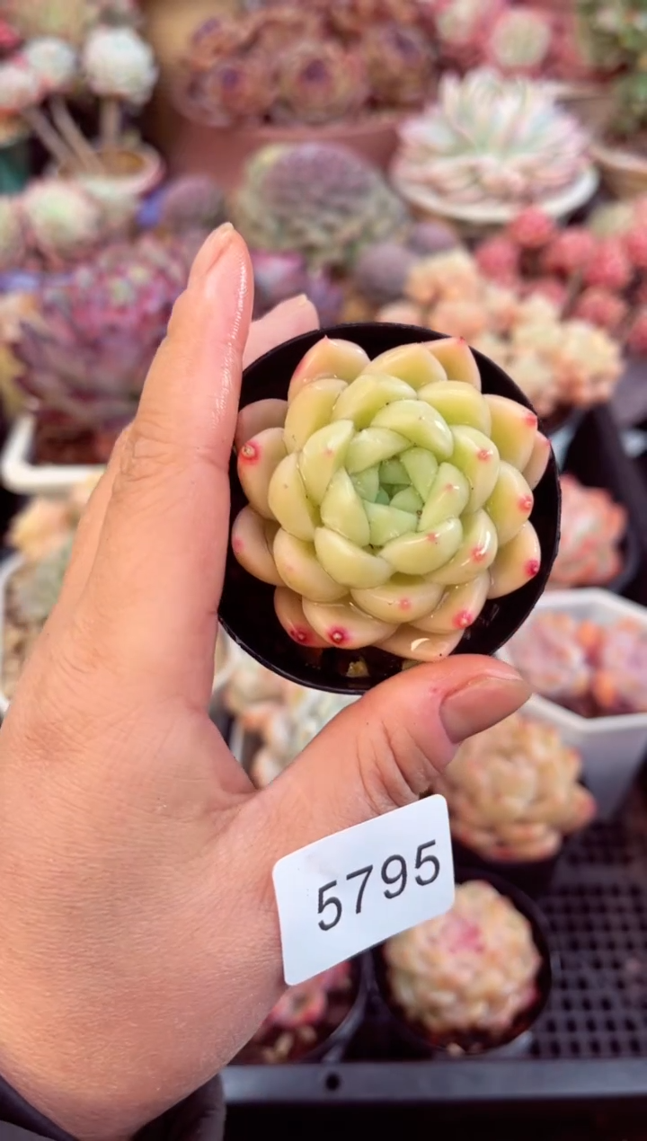 【闪购商品】5795单头多肉