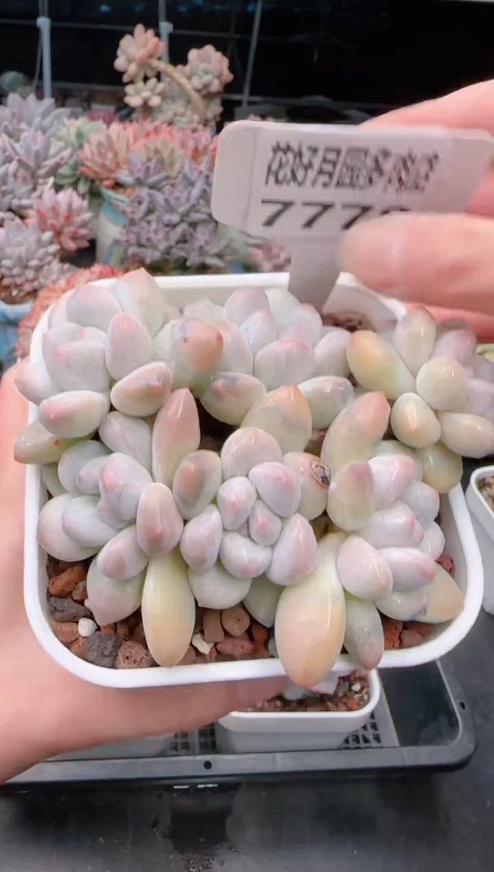 【闪购商品】7778.