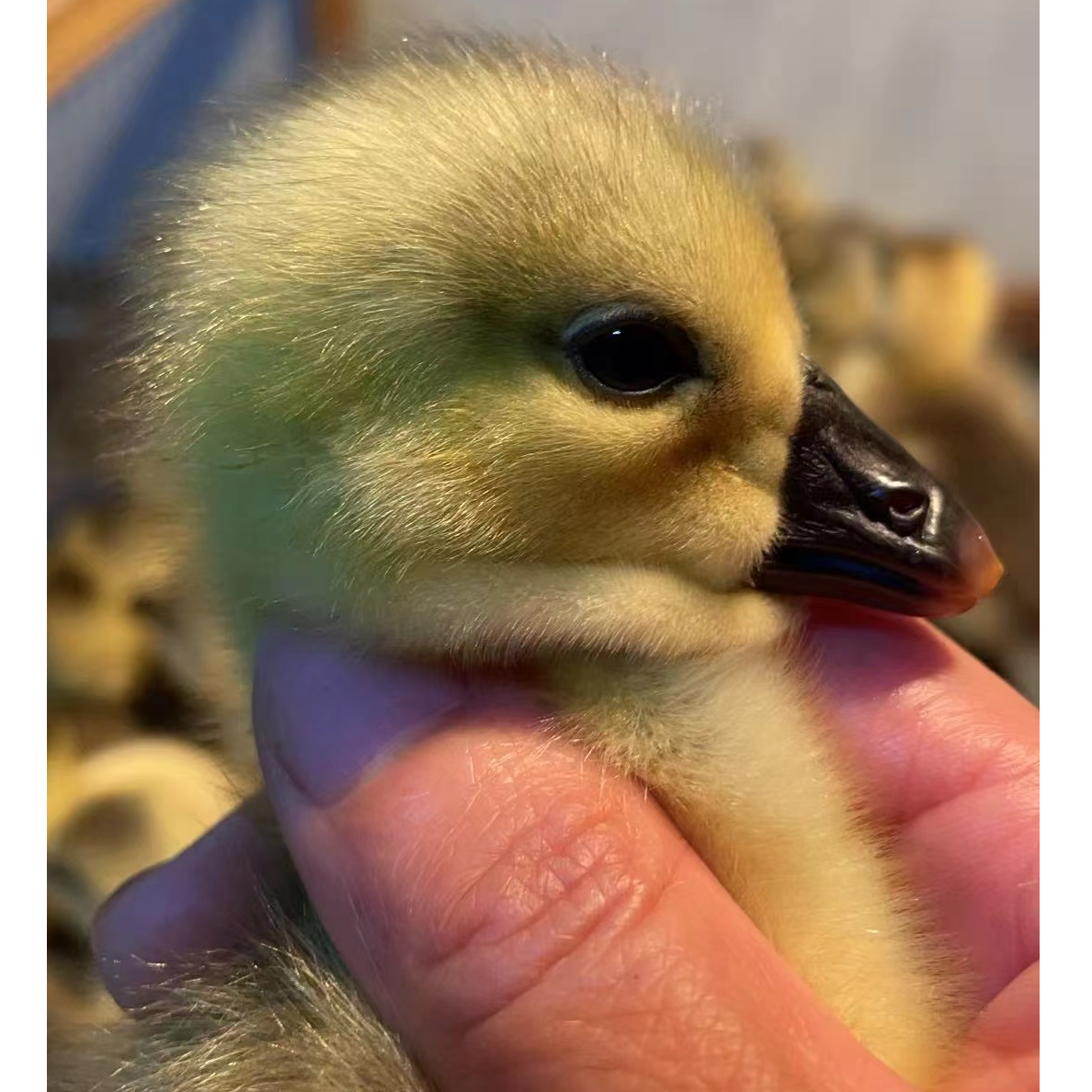 澄海狮头鹅灰色出壳苗8只 （宠物鸭）