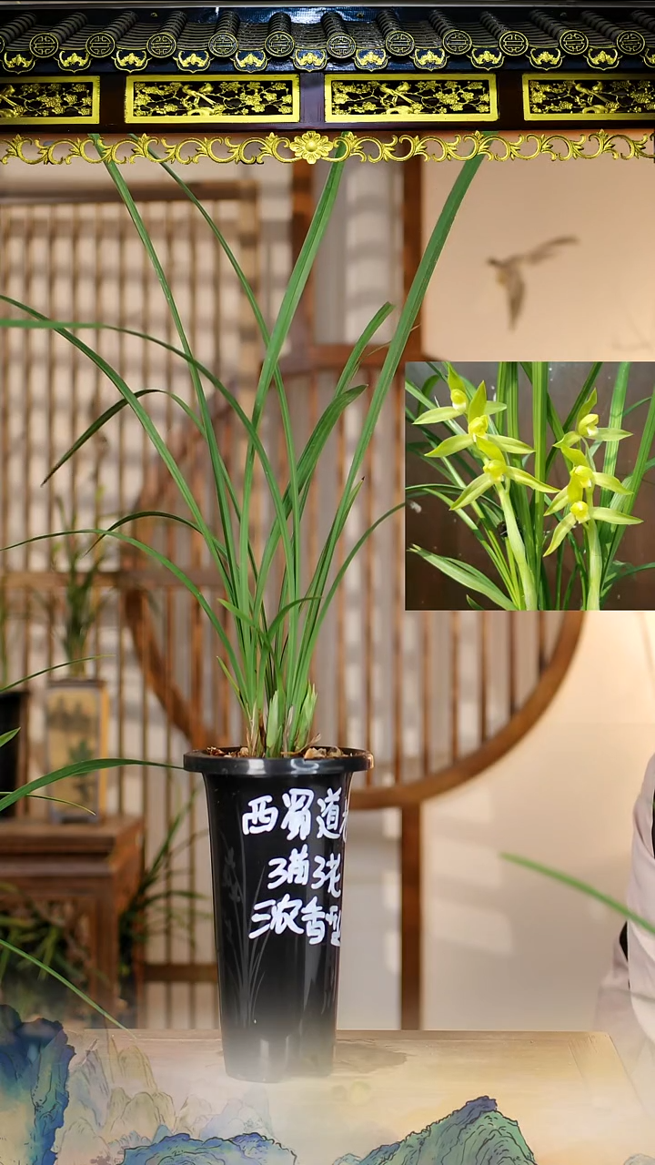 全部花苞西蜀道光3苗3花