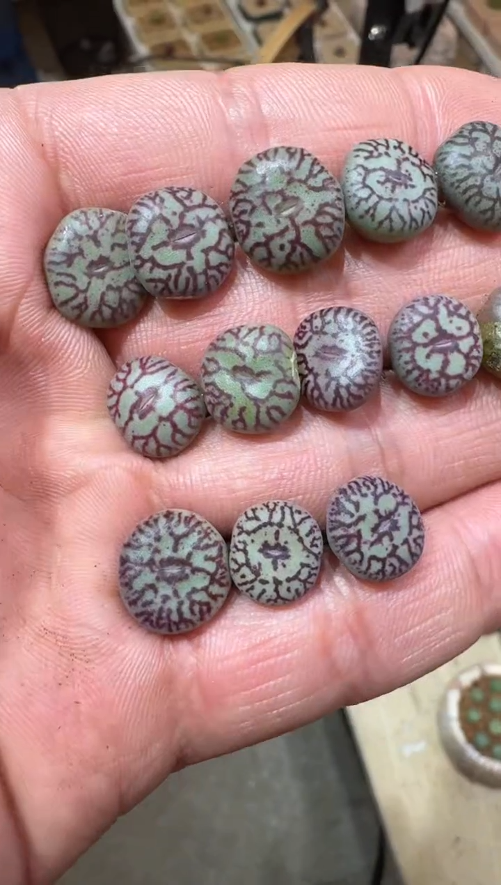 138多肉植物肉锥八重墨杂交一颗