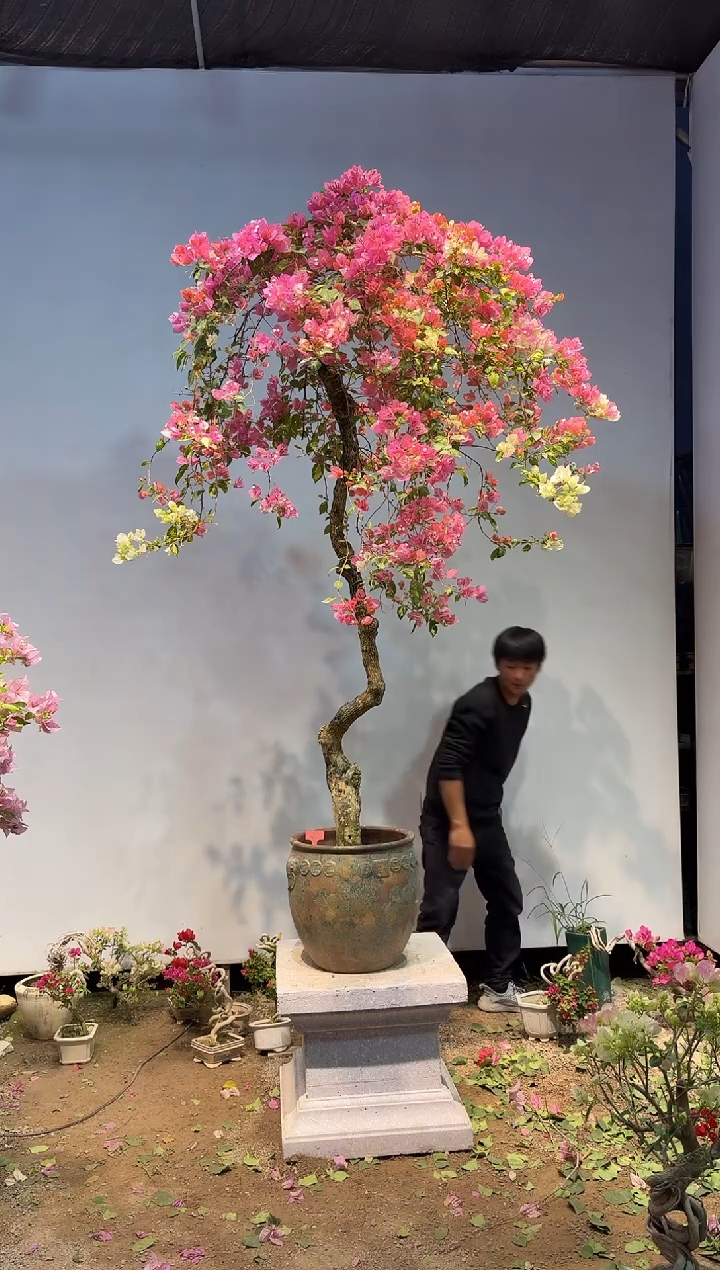 以实际为准北***°三角梅32