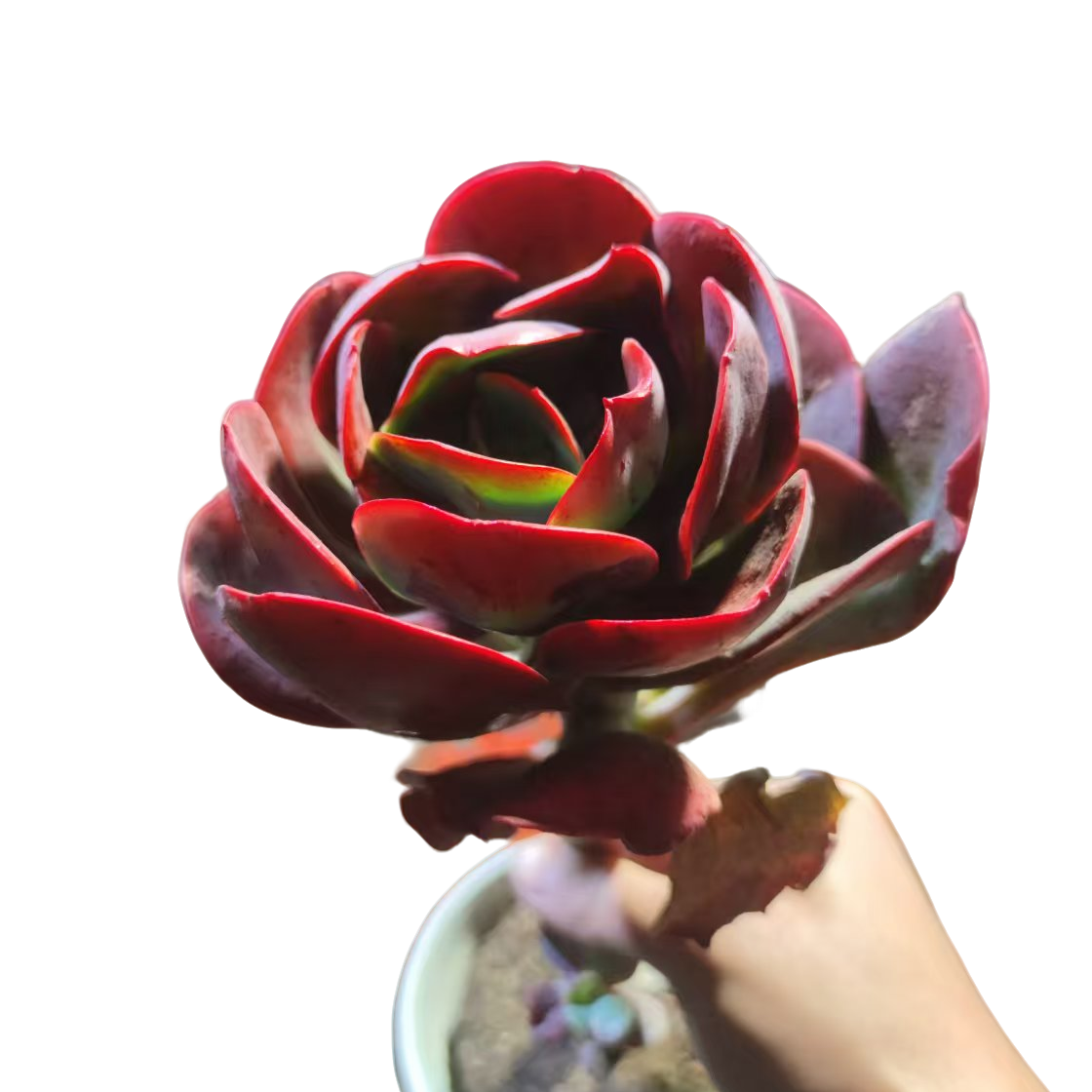 精品多肉   大唐玫瑰