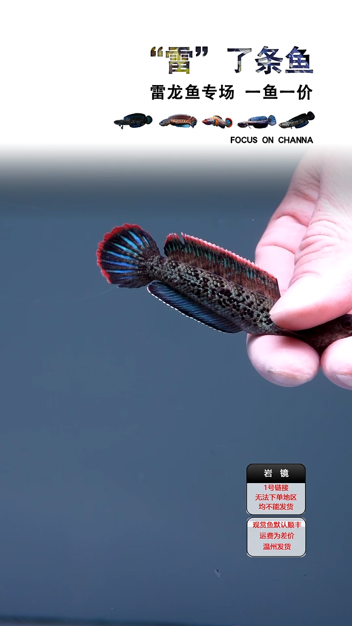 雷龙鱼宝*鬼王1111111