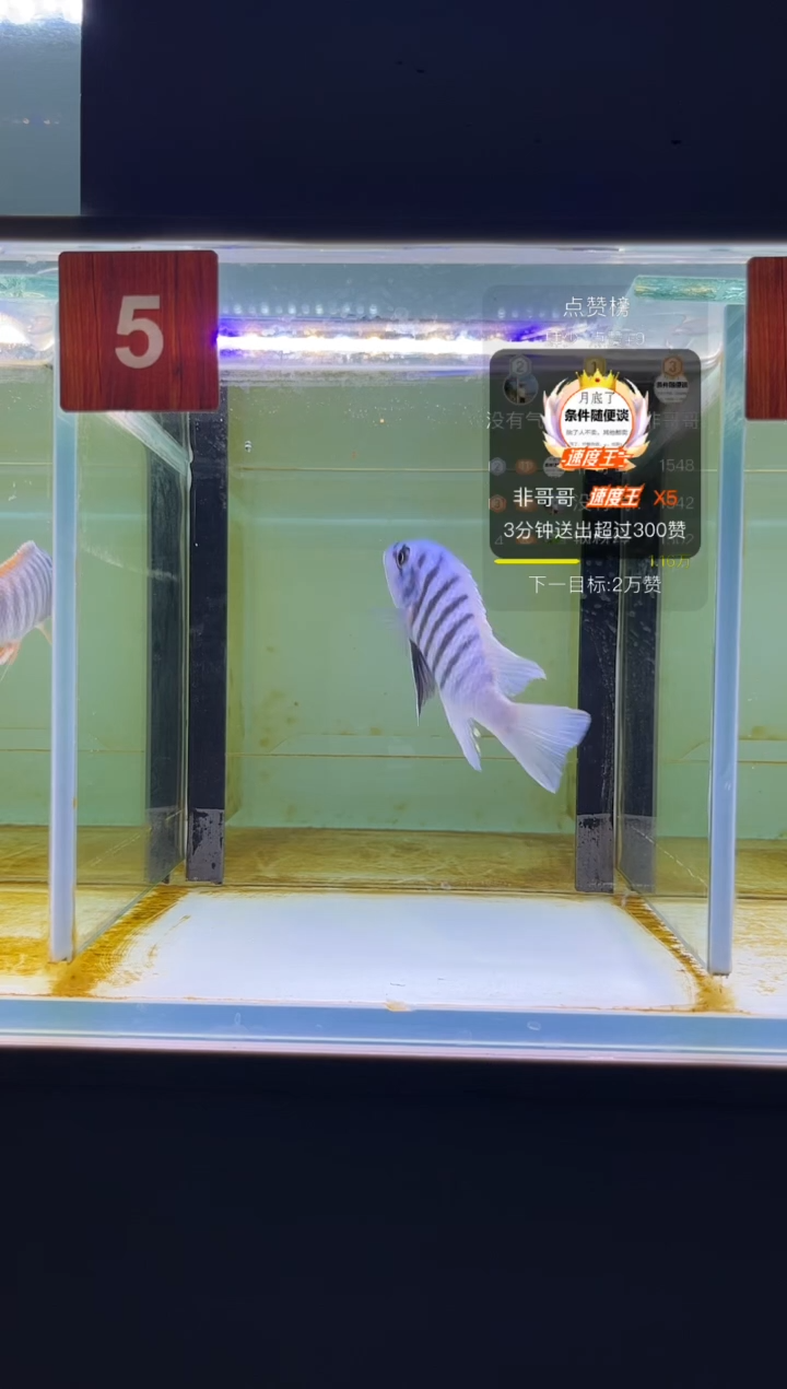 海水野生三湖慈鲷