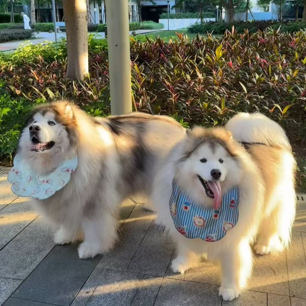 熊版阿拉斯加雪橇犬