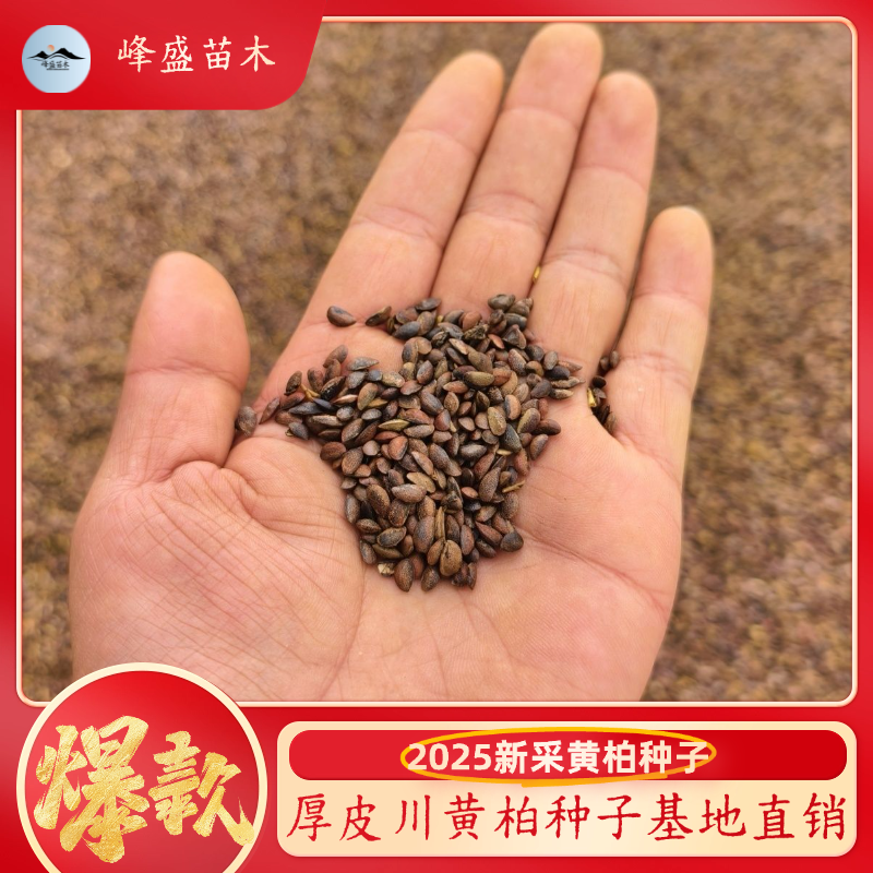 黄柏种子2025新采厚皮川黄柏种子苗木黄檗名贵药材黄柏黄柏树种子