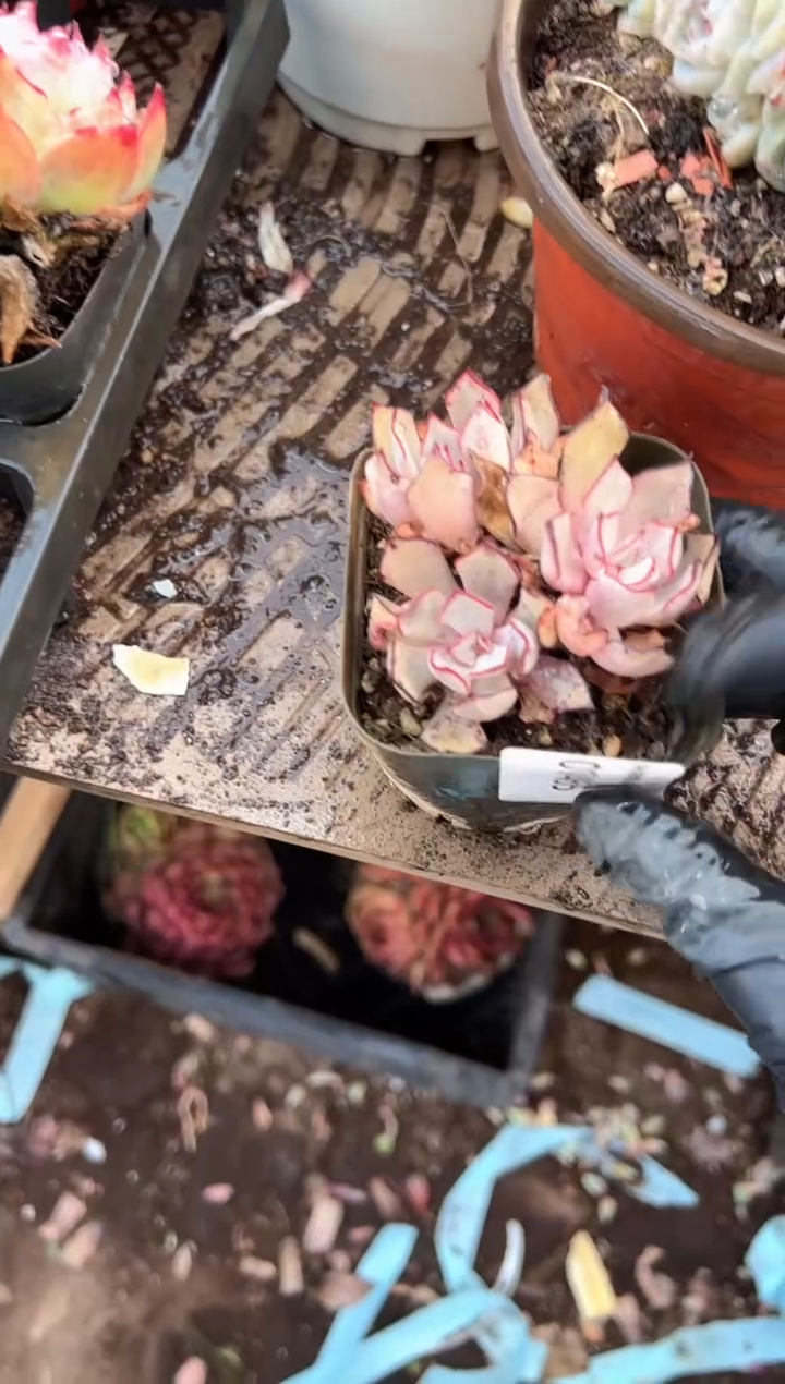 玫**姬多肉植物一物一拍01465