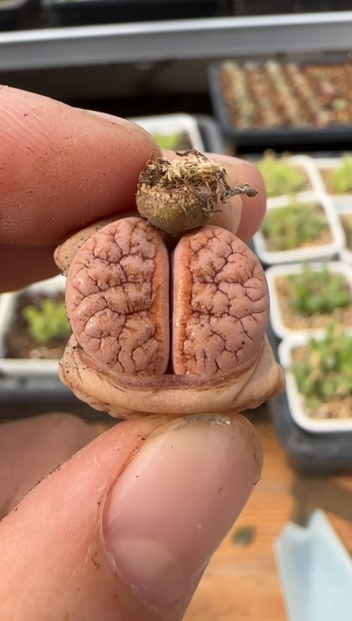 【闪购商品】14-42