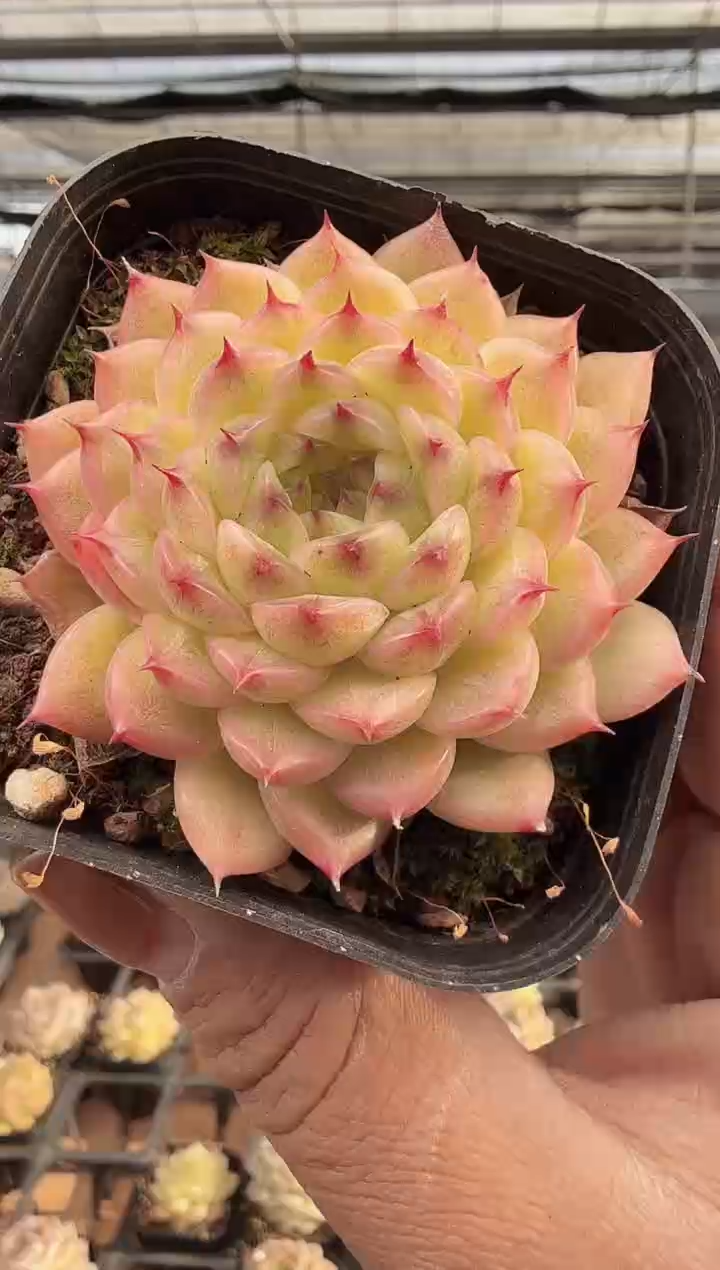 东云多肉园新款-386