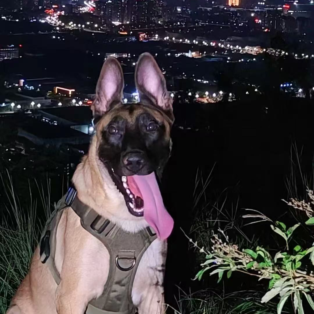 【卡卡犬舍】精品马犬宠物狗出售