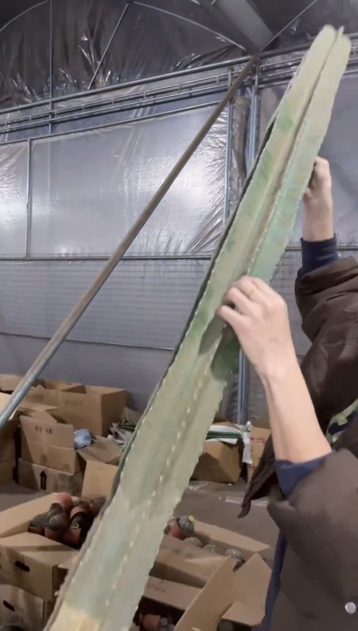 【闪购商品】【带根】100cm 量天尺