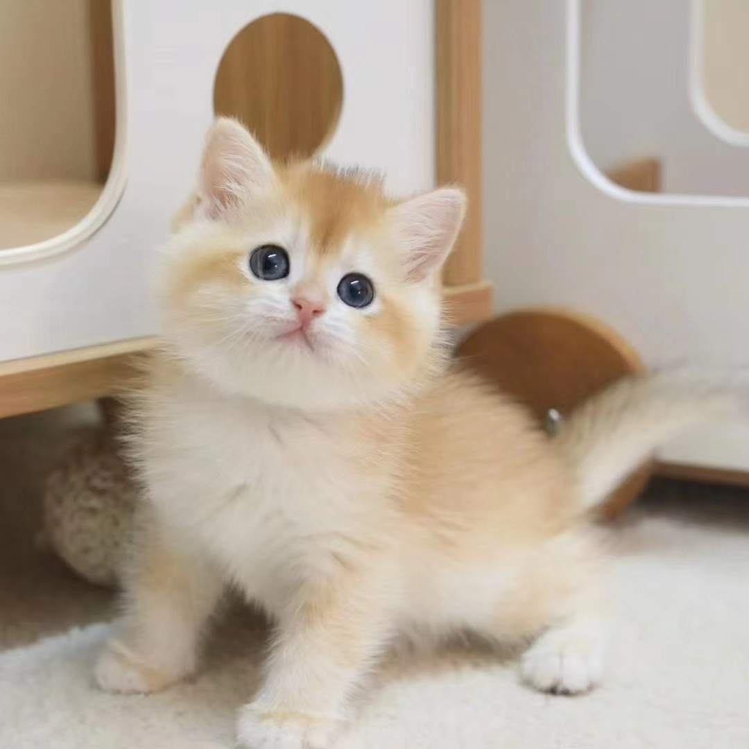 【盘子盘猫】宠物猫金渐层蓝金赛凯曼基康拿破仑猫猫
