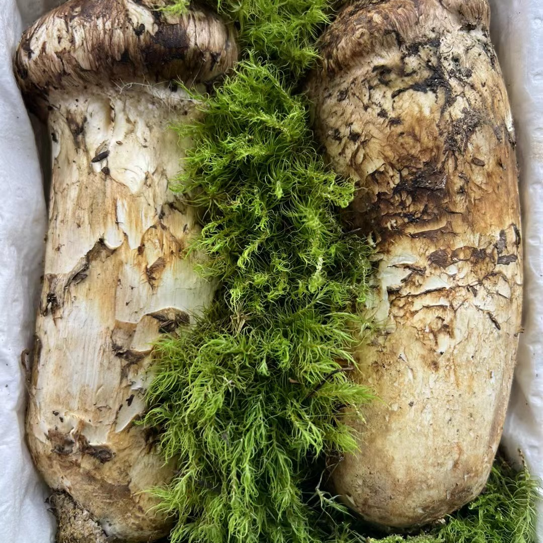 璐昕棠香格里拉新鲜松茸王（250克以上）