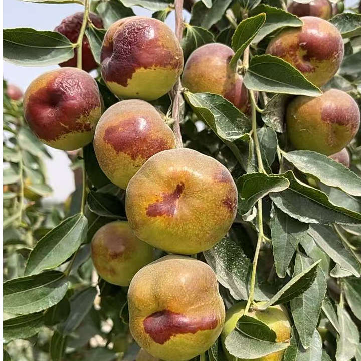 新疆沙漠蟠枣脆甜可口航空发货产地直发包邮