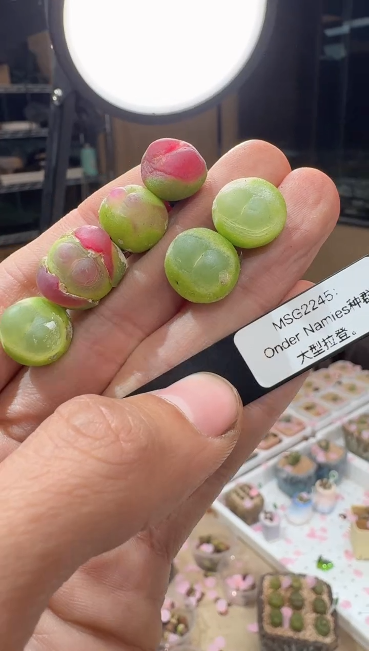 101多肉植物肉锥MSG2245拉登一颗