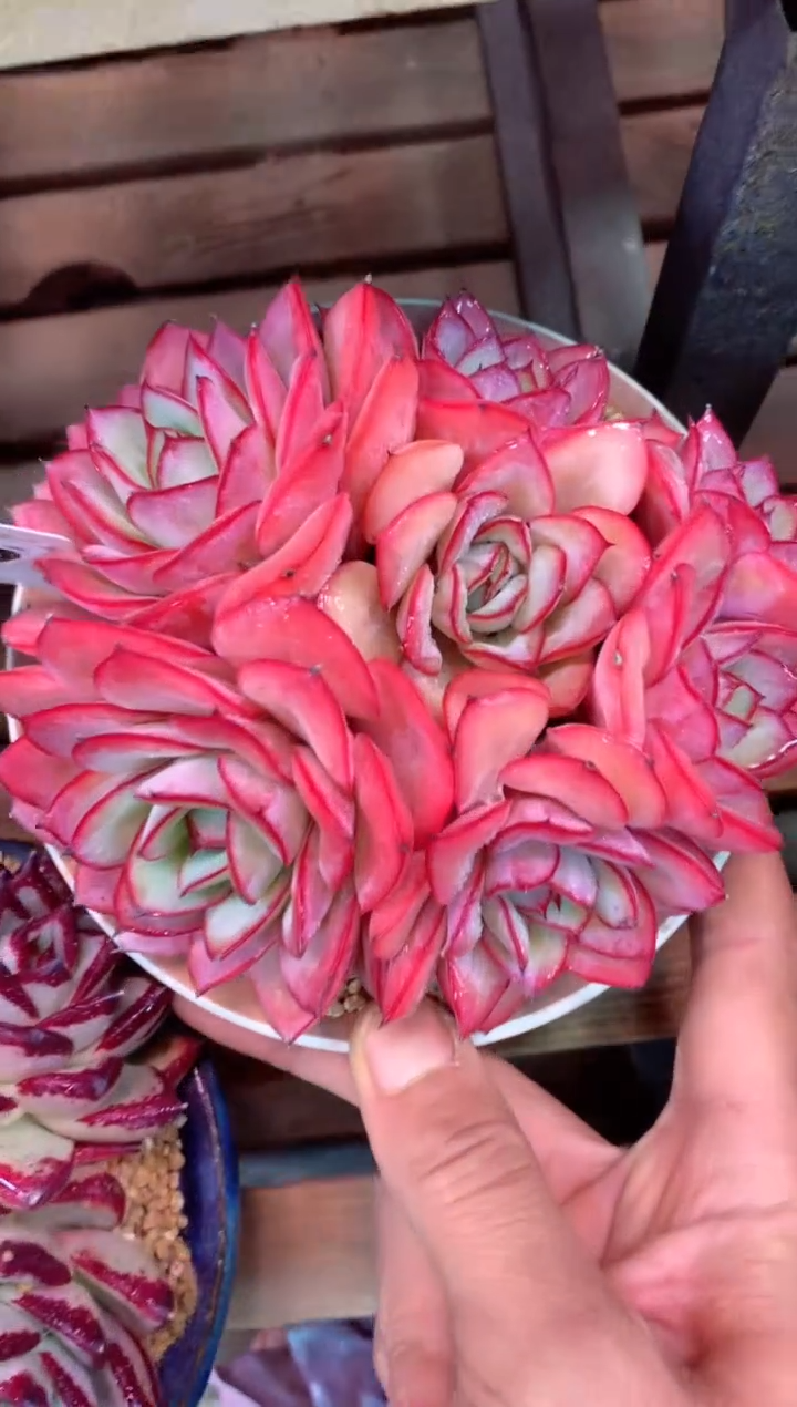 209D（一物一拍，精品多肉，w所见即所得 ）